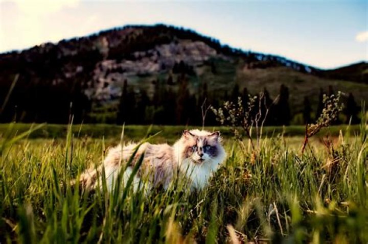What country are cats sacred?