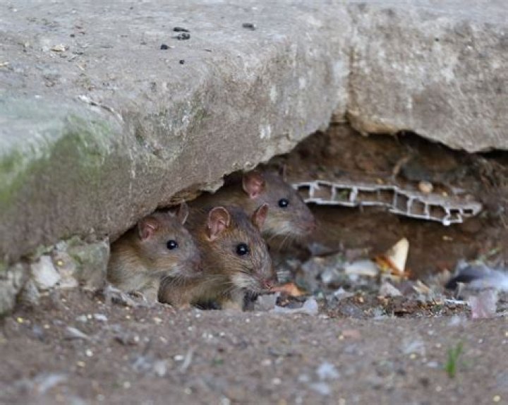 What do rats in the walls sound like?