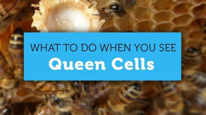 What do you do if you find a queen cell?