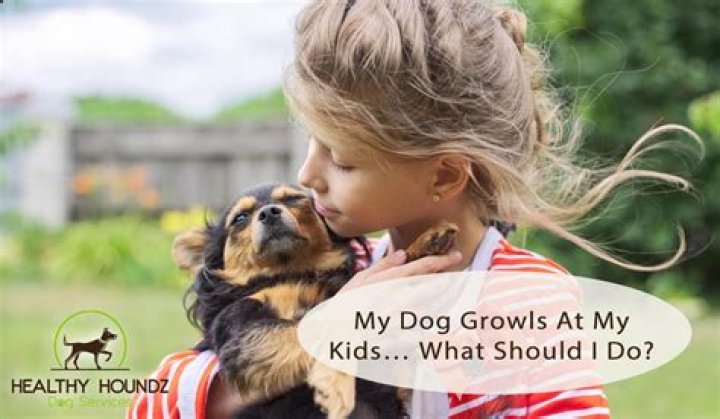 What do you do when your dog growls at a baby?