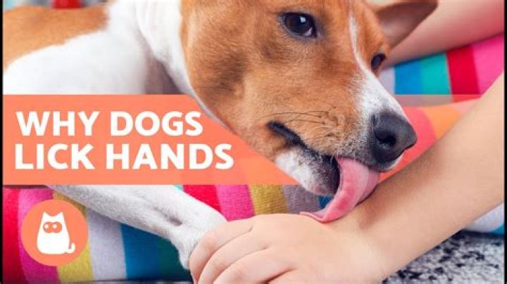 What does it mean if a horse licks your hand?