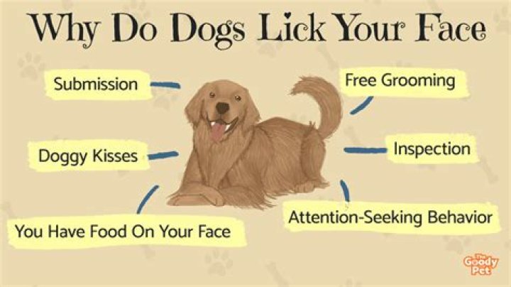 What does it mean when a dog licks your face?