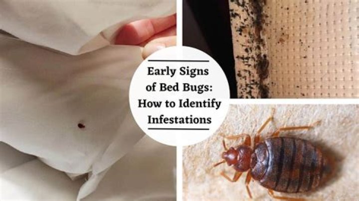 What does it mean when bed bugs are on the wall?