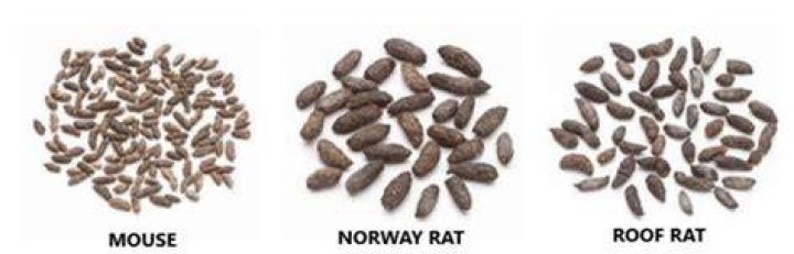 What does rat poop look like compared to mouse poop?