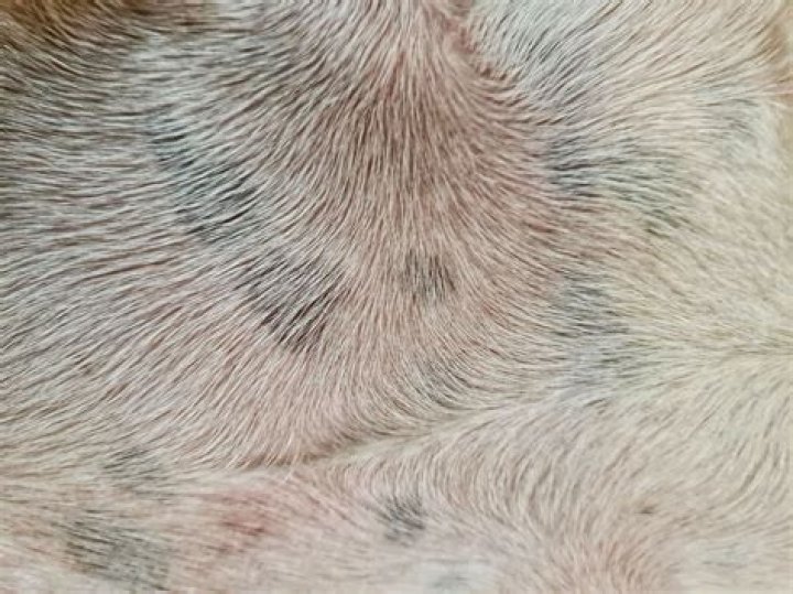 What dog has freckles?
