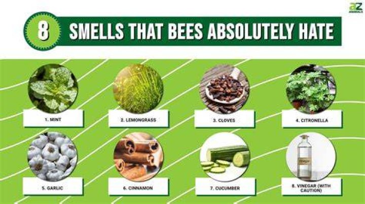What essential oils do bees hate?