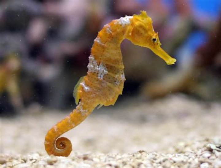 What fish can live with seahorses?