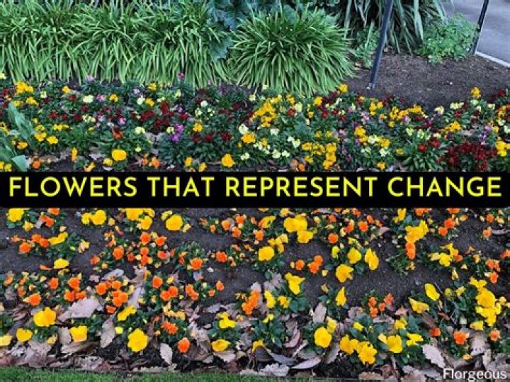 What flower symbolizes change?