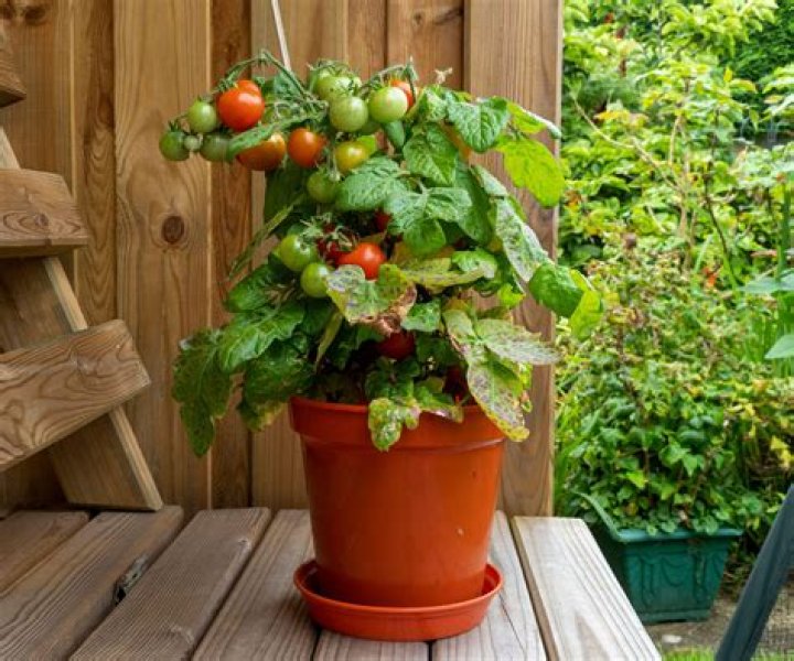 What happens if you cut the top off of a tomato plant?