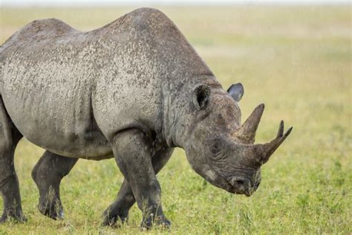 What is a rhino's only predator?