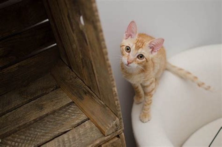 What is considered cat abuse?