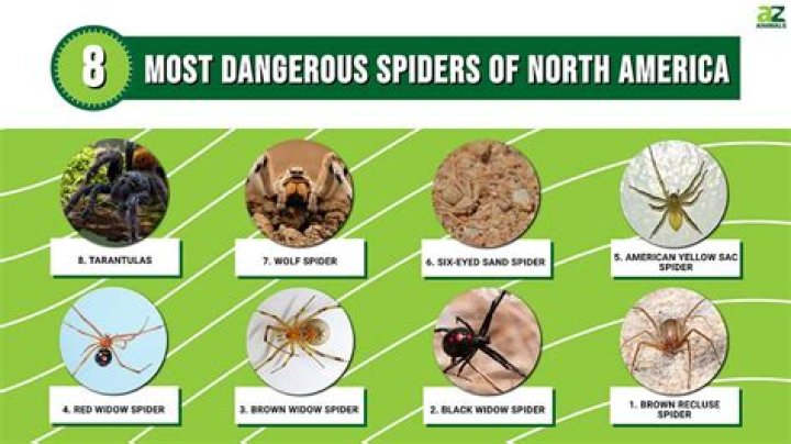 What is the deadliest spider in the United States?