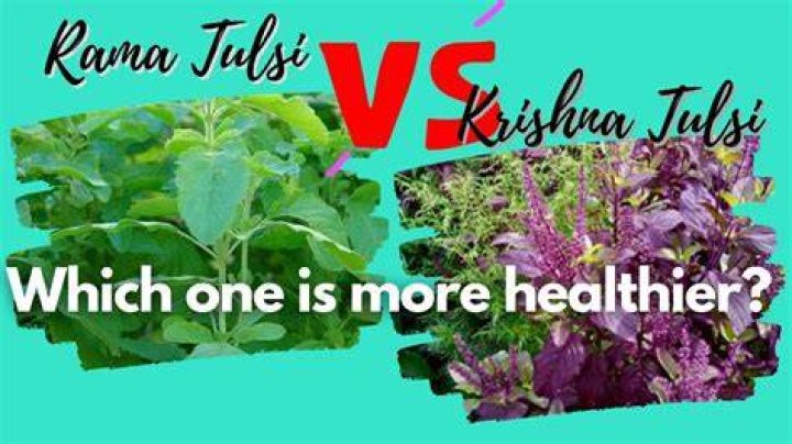 What is the difference between Krishna Tulsi and Rama Tulsi?