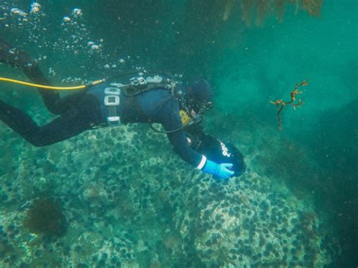 What is the most common injury in scuba diving?