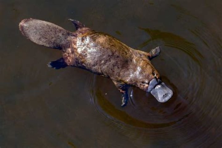What is the strangest reptile you can find?