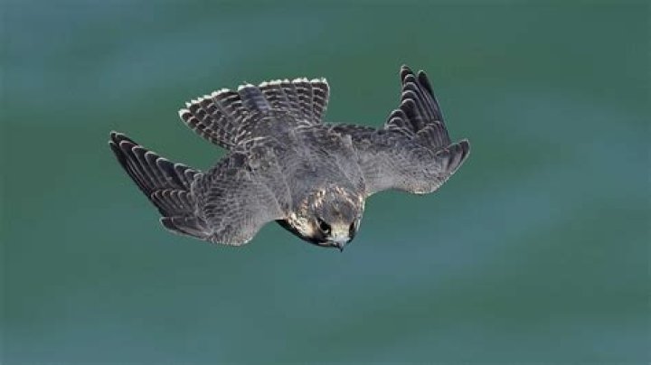 What is the world's fastest falcon?