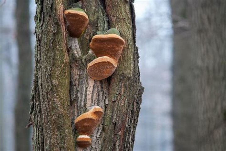 What is tree fungus?
