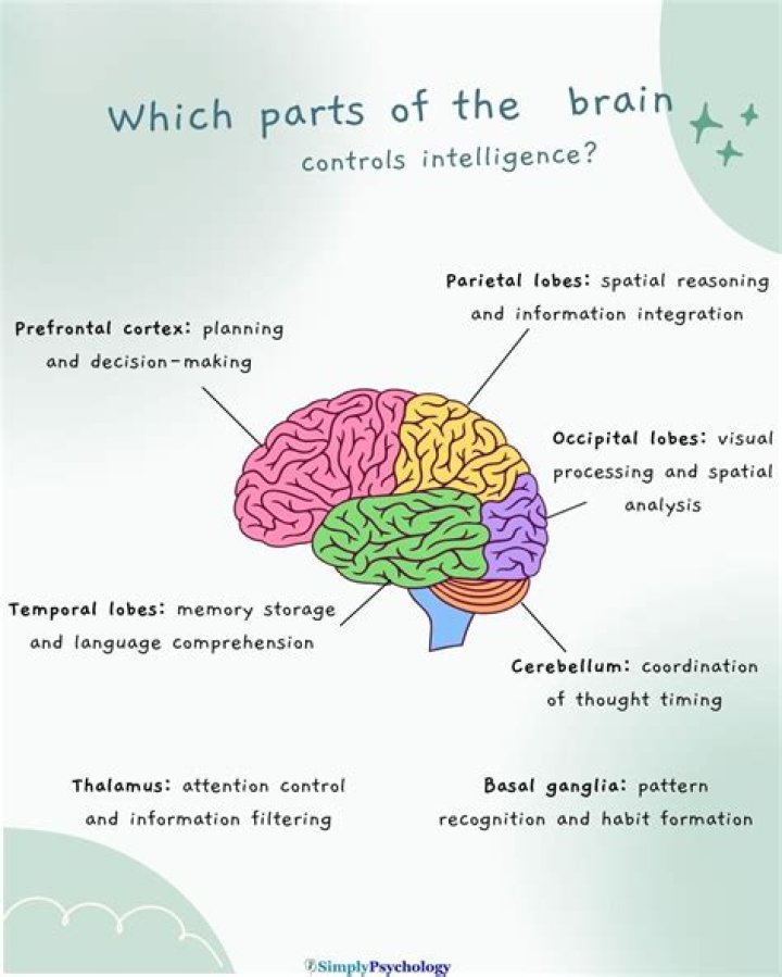 What part of the brain controls friendships?