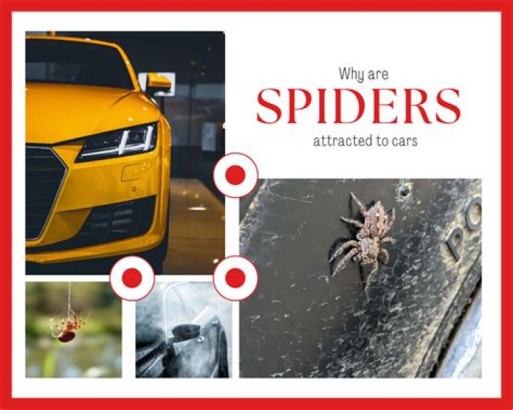What scents are spiders attracted to?