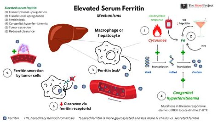 What stomach conditions cause low ferritin?