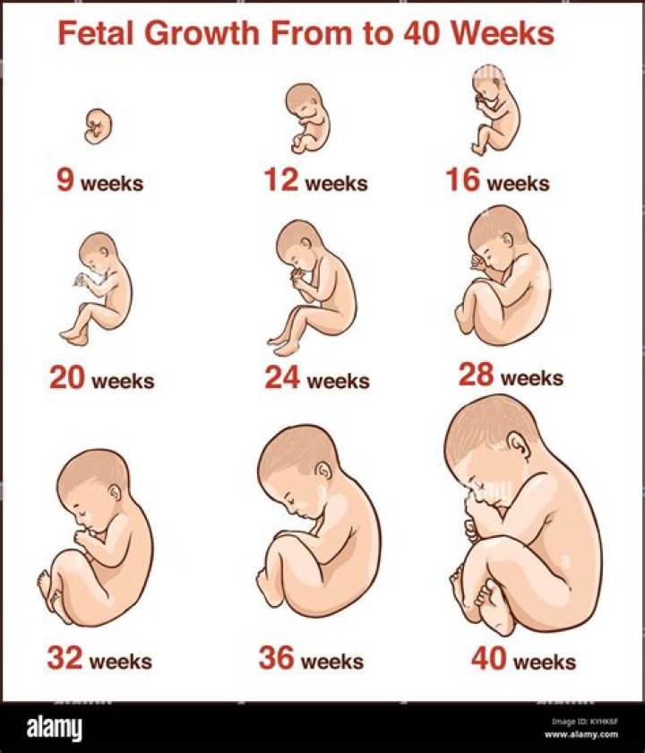 What the baby is called from week 9 until birth?