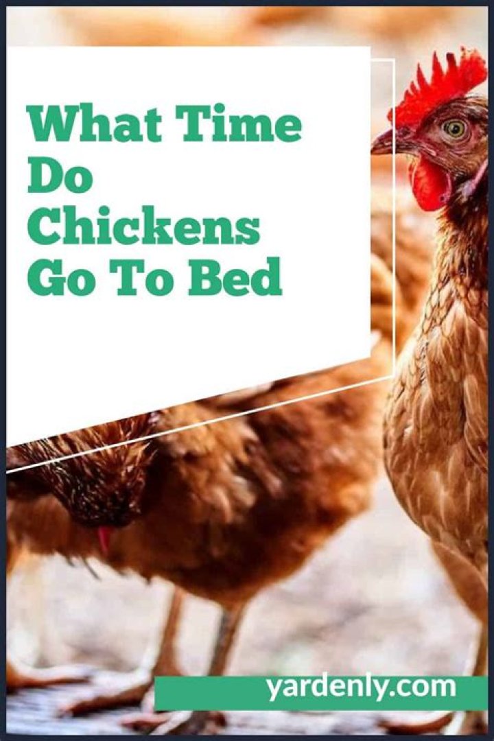 What time will chickens go to bed?