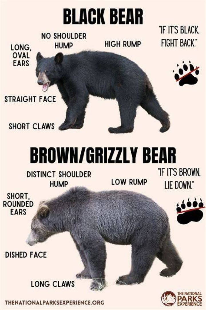 What to do if a black bear is near you?
