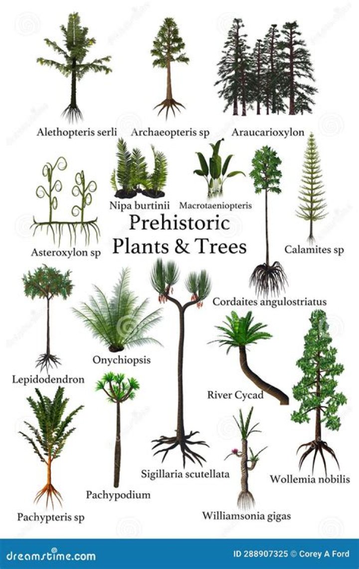 What trees existed in Jurassic period?