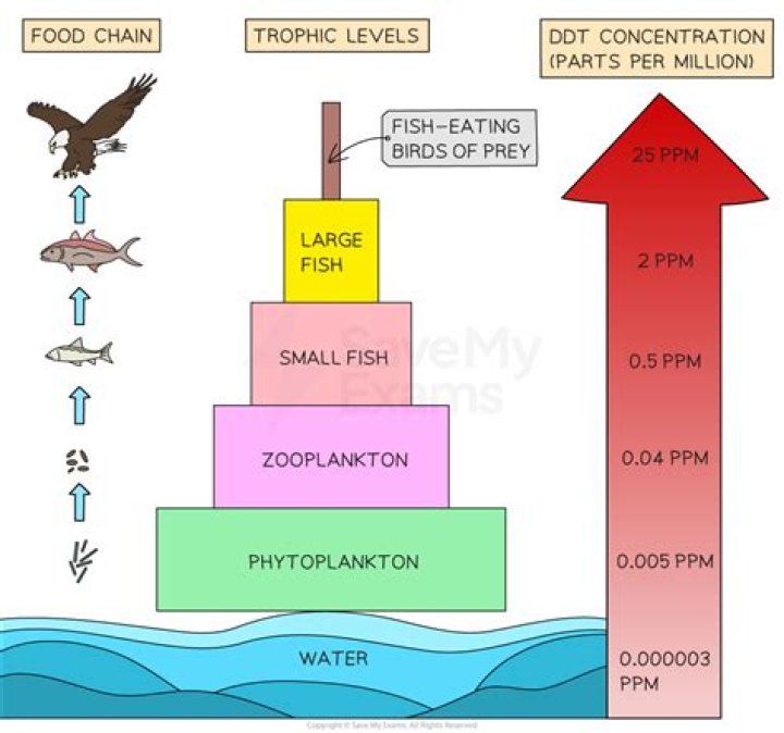 What type of pollutant is DDT?