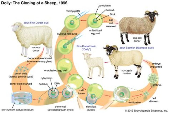 What was the first mammal to be cloned?