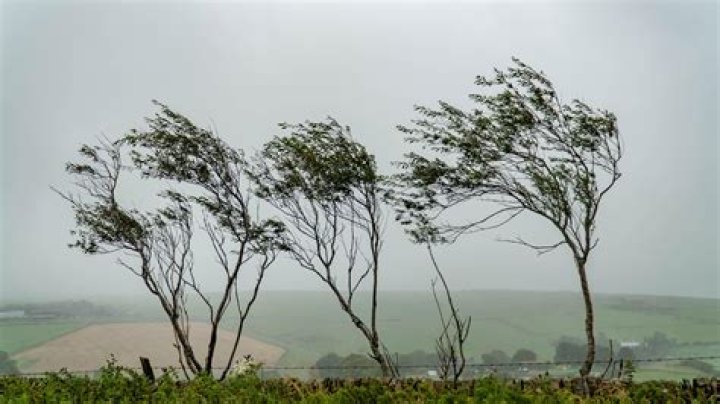 What wind speed will knock down a tree?