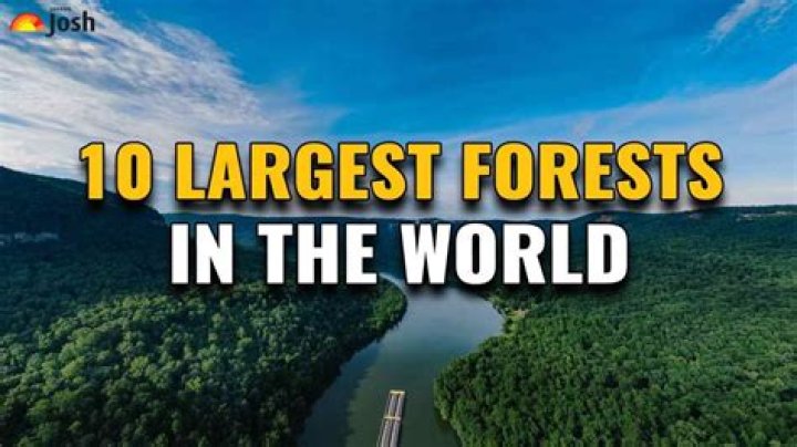 Where is the largest forest?