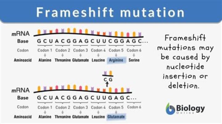 Which is a point mutation and not a frameshift?