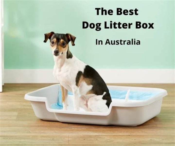 Which puppy in the litter is best?