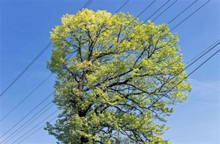Who is responsible for trimming trees near power lines Qld?