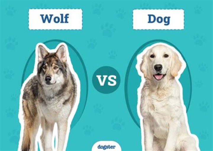 Who is smarter wolf or dog?