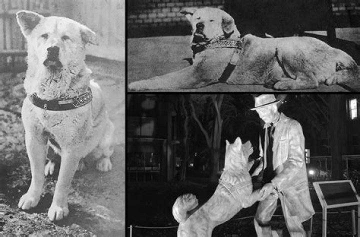 Who is the owner of the dog Kwami?
