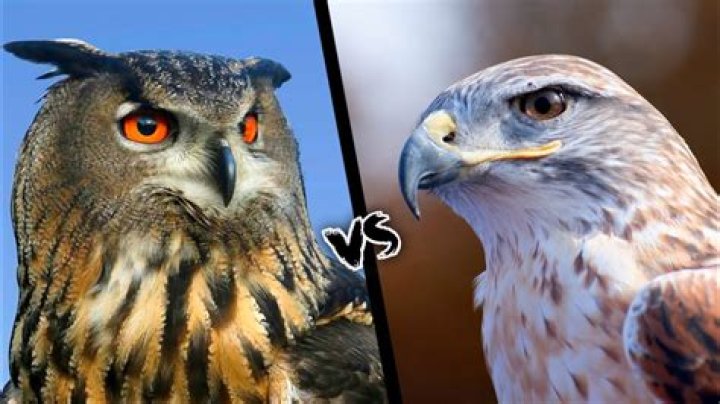 Who would win an owl or a crow?