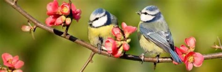Why are there so many birds around my house?