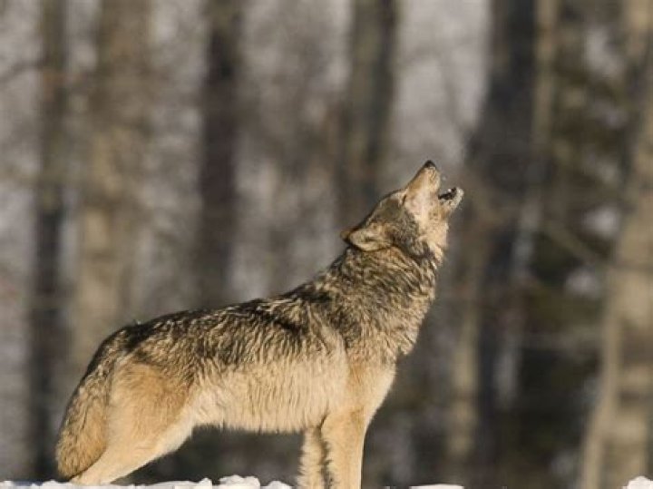 Why are wolves attracted to the moon?