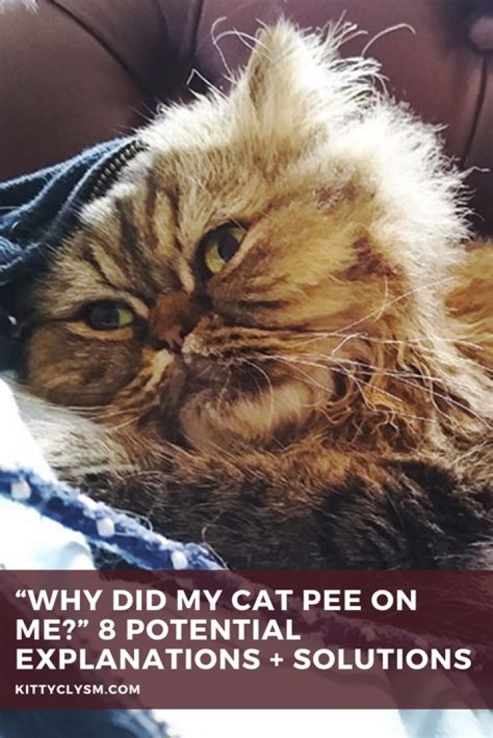 Why did my cat pee on the floor in front of me?