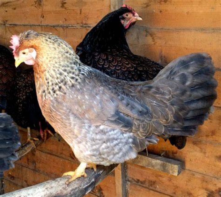 Why do chickens squawk at night?