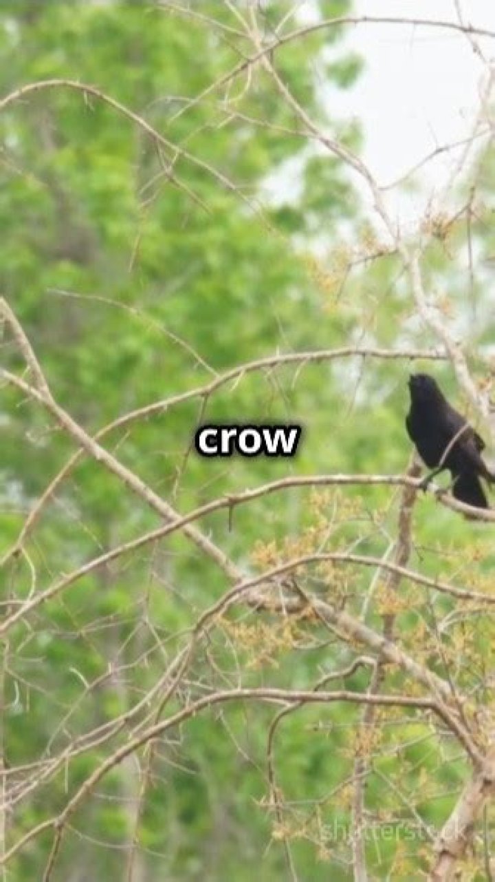 Why do crows gather and scream?
