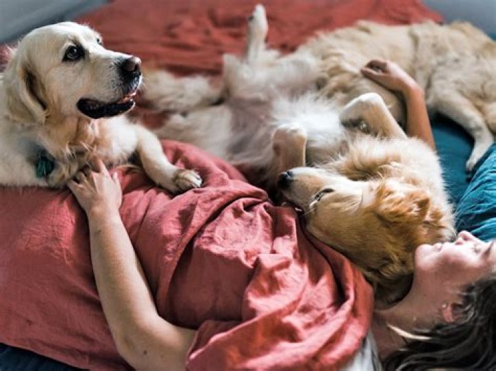 Why do dogs always sleep at the end of the bed?