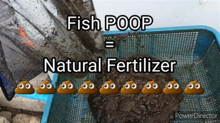 Why do fish eat their poop?