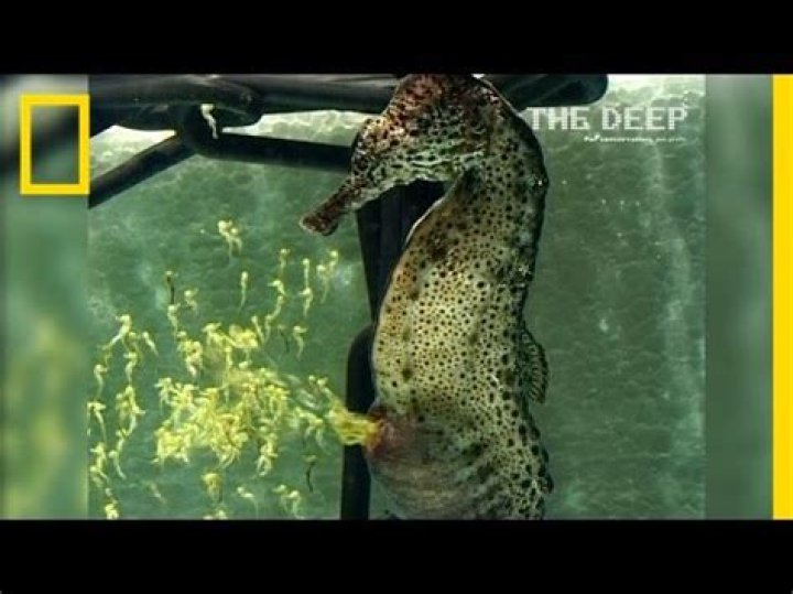 Why do male seahorses give birth?