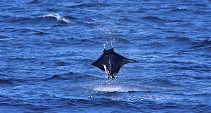 Why do Mobula rays jump?