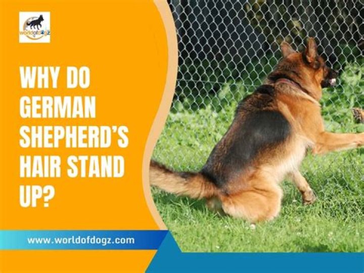 Why does a dog's hair stand on end?