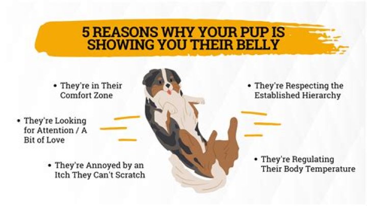 Why does my dog show his belly when I approach him?