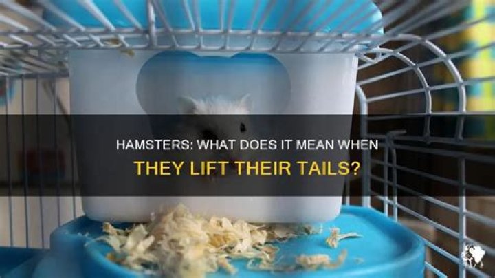 Why does my hamster put her tail up?